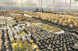 多肉植物花卉 金星价格典型引路 福建漳州:让多肉产业焕发新生 首届植物春拍活动成交额突破120万元