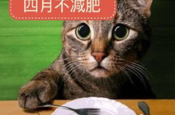 娱乐吃瓜酱猫打翻电视,吃瓜猫意外打翻电视,上演“复仇记”